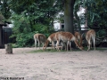 Frankfurt Zoo