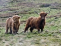 The Lovely Hairy Coos