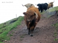 The Lovely Hairy Coos